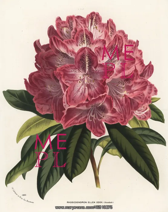 : Rhododendron hybrid, Ellen Cook : Rhododendron hybrid, Ellen Cook