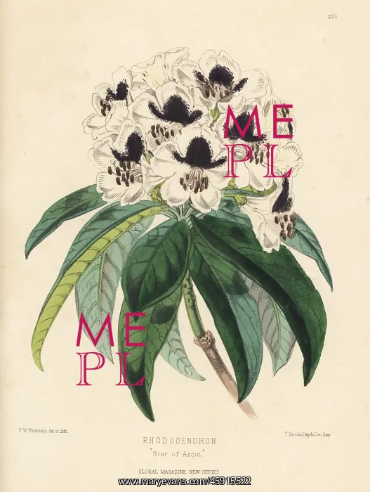 : Rhododendron hybrid, Star of Ascot : Rhododendron hybrid, Star of Ascot