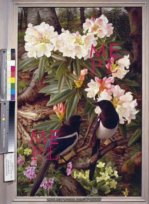 : Rhododendron Morii with Magpies : Rhododendron Morii with Magpies