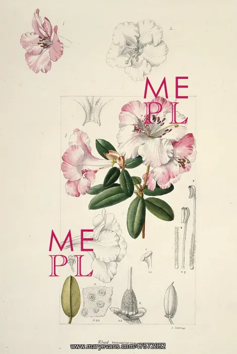 : Rhododendron moupinense, rhododendron : Rhododendron moupinense, rhododendron