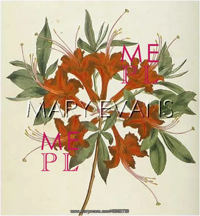  : RHODODENDRON NUDIFLORA