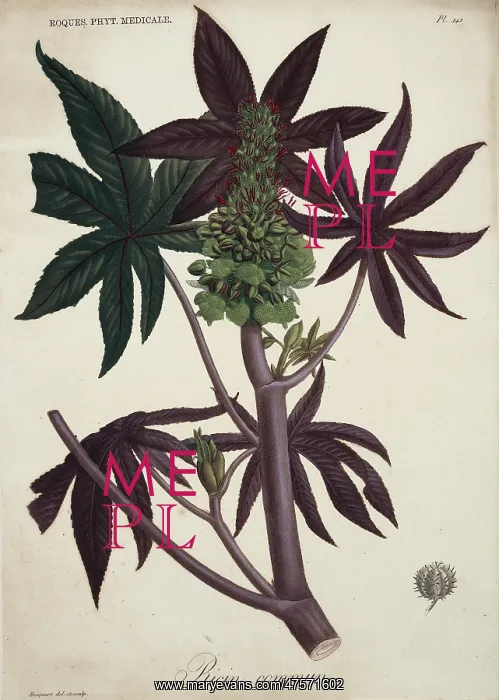 : Rhododendron ponticum, pontic rhododendron : Rhododendron ponticum, pontic rhododendron