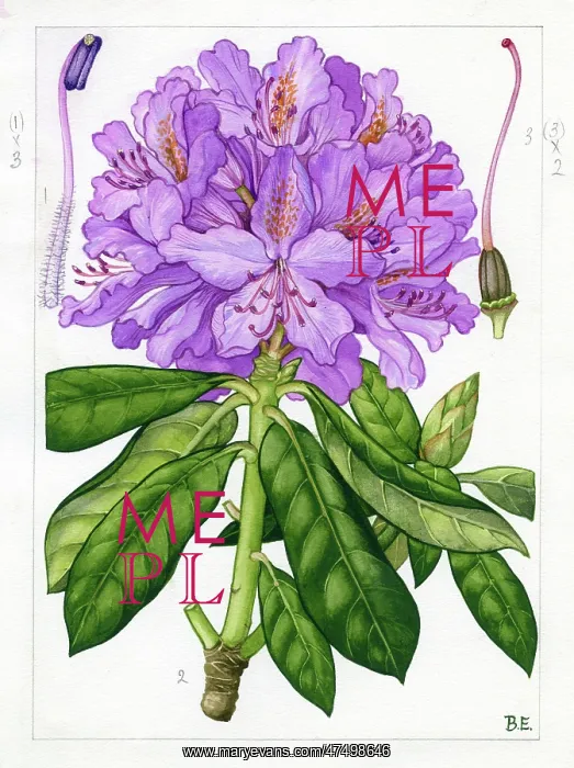 : Rhododendron ponticum - rhododendron : Rhododendron ponticum - rhododendron
