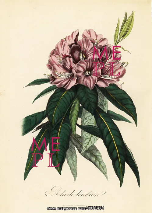 : Rhododendron, Rhododendron javanicum : Rhododendron, Rhododendron javanicum