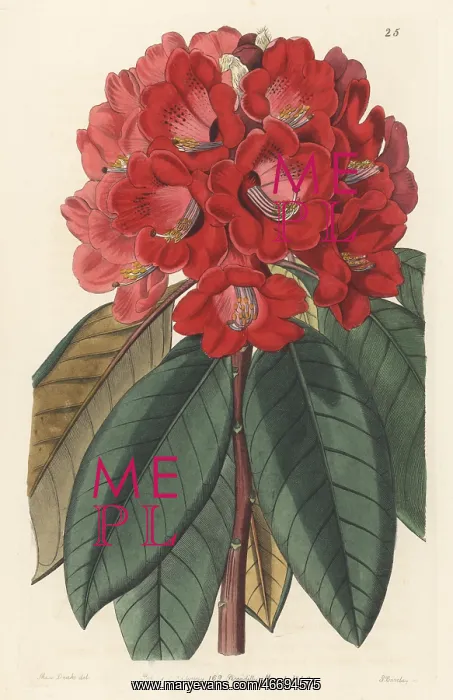 : Rhododendron rollissonii : Rhododendron rollissonii
