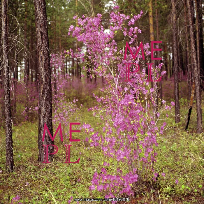 : Rhododendron sichotens blooming, 1977 : Rhododendron sichotens blooming, 1977