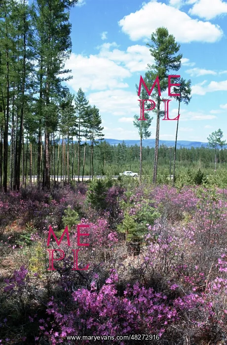 : Rhododendron sichotens blooming, 1978 : Rhododendron sichotens blooming, 1978