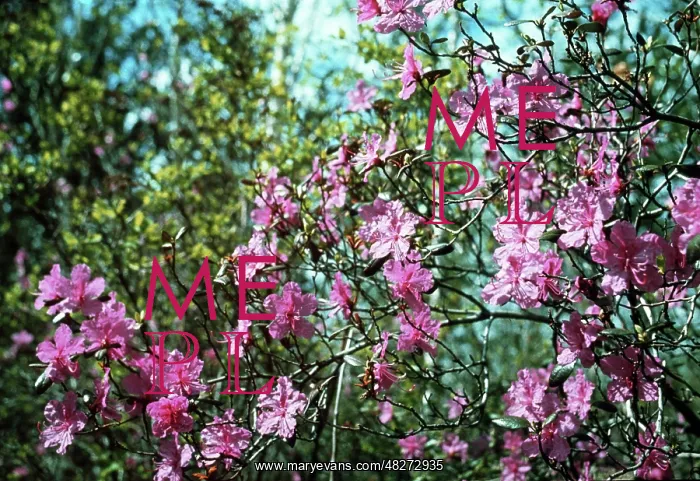 : Rhododendron sichotens blooming, 1978 : Rhododendron sichotens blooming, 1978