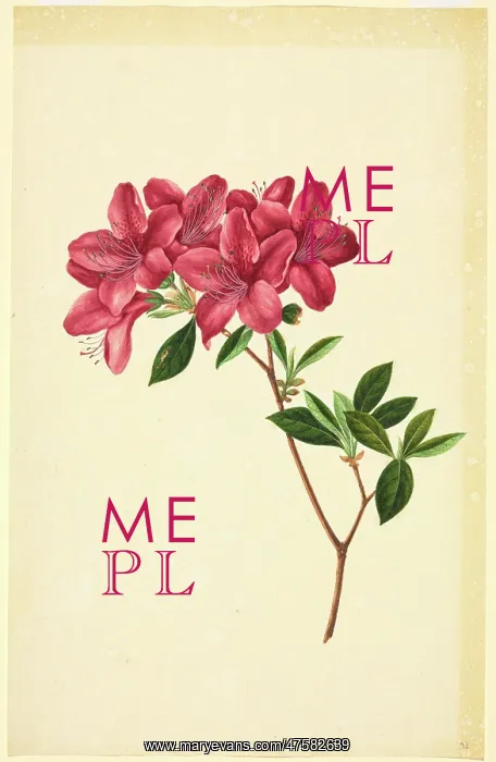: Rhododendron sp : Rhododendron sp