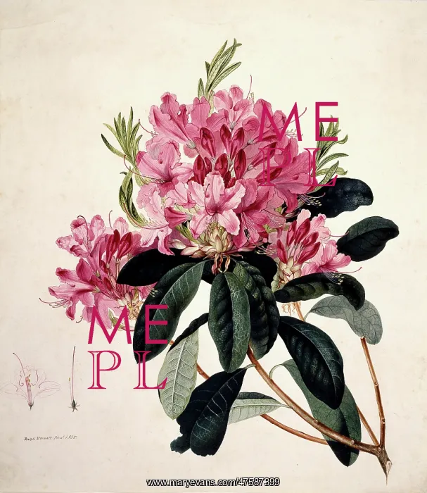 : Rhododendron sp : Rhododendron sp