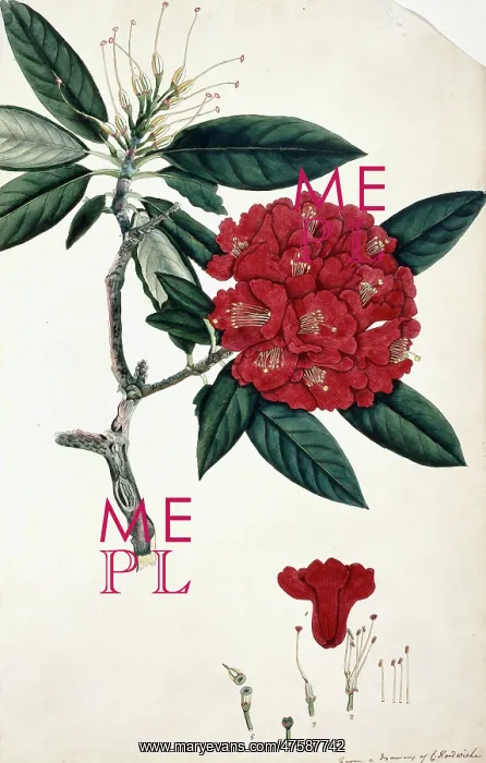 : Rhododendron sp : Rhododendron sp