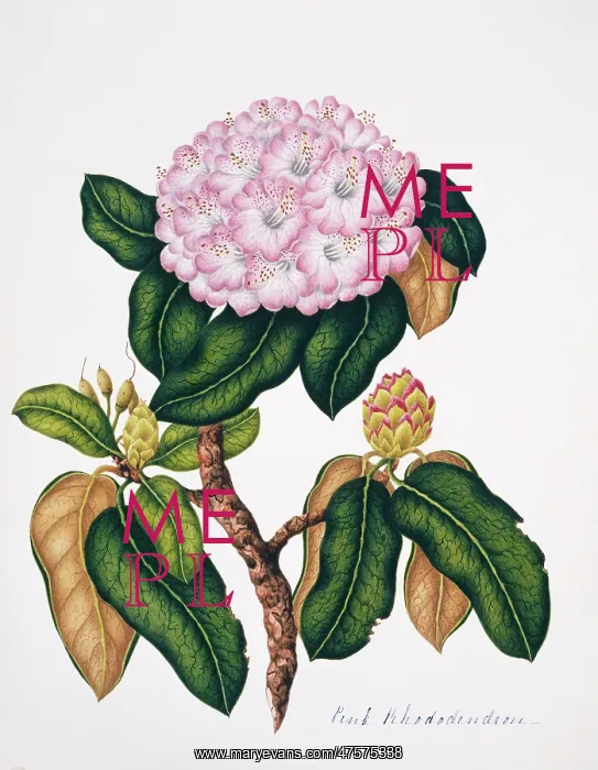 : Rhododendron sp. pink rhododendron : Rhododendron sp. pink rhododendron