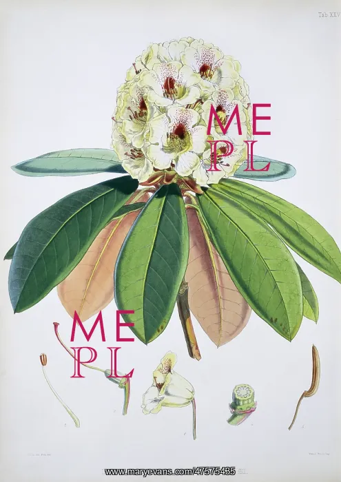 : Rhododendron sp. rhododendron : Rhododendron sp. rhododendron