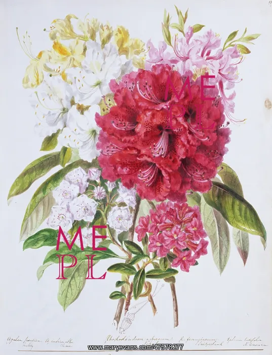 : Rhododendron sp. rhododendron : Rhododendron sp. rhododendron