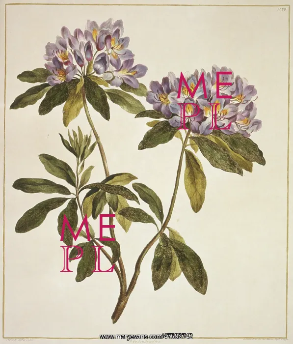 : Rhododendron sp. rhododendron : Rhododendron sp. rhododendron