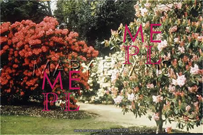 : RHODODENDRONS : RHODODENDRONS