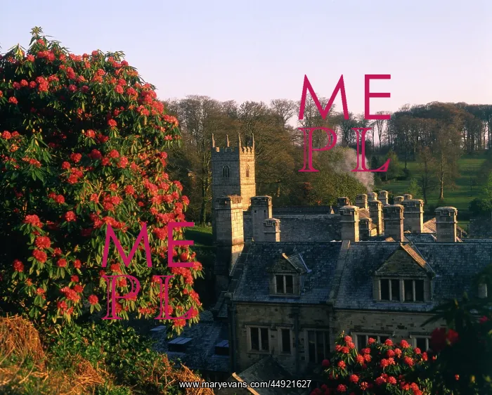 : Rhododendrons at Lanhydrock House, Cornwall : Rhododendrons at Lanhydrock House, Cornwall