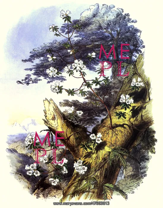 : The Rhododendrons of Sikkim-Himalaya : The Rhododendrons of Sikkim-Himalaya