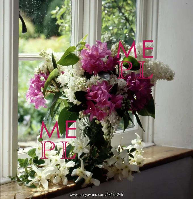 : Rhododendrons, white lilac and clematis : Rhododendrons, white lilac and clematis