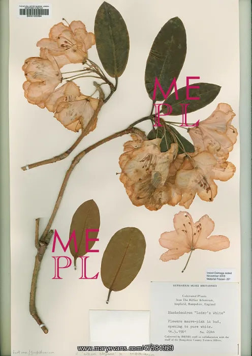 : Rhododendrum, loder's white : Rhododendrum, loder's white