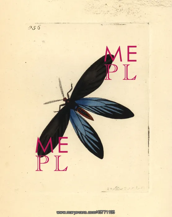 : Rhodope moth, Colla rhodope : Rhodope moth, Colla rhodope