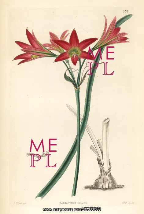  : Rhodophiala advena
