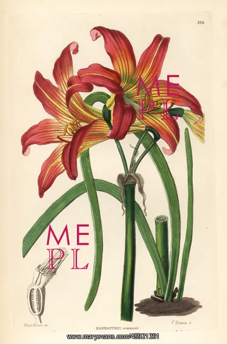 : Rhodophiala pratensis : Rhodophiala pratensis