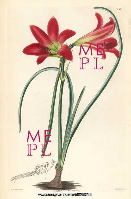: Rhodophiala rosea : Rhodophiala rosea