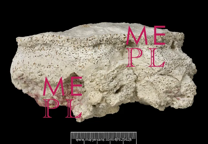 : Rhodophyta, Coralline algae : Rhodophyta, Coralline algae