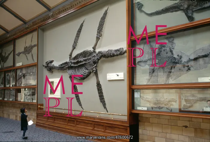 : Rhomaleosaurus cramptoni : Rhomaleosaurus cramptoni