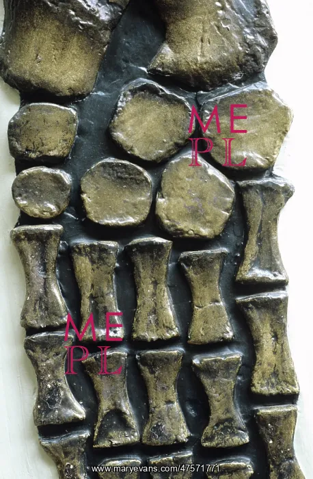  : Rhomdeosaurus cramptoni [Kettleness specimen]