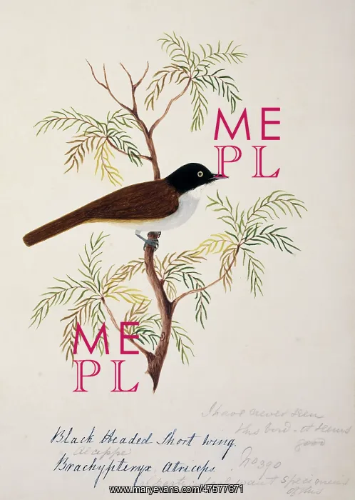 : Rhopocichla atriceps, dark-fronted babbler : Rhopocichla atriceps, dark-fronted babbler