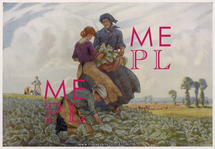  : RHUBARB GATHERING 1916