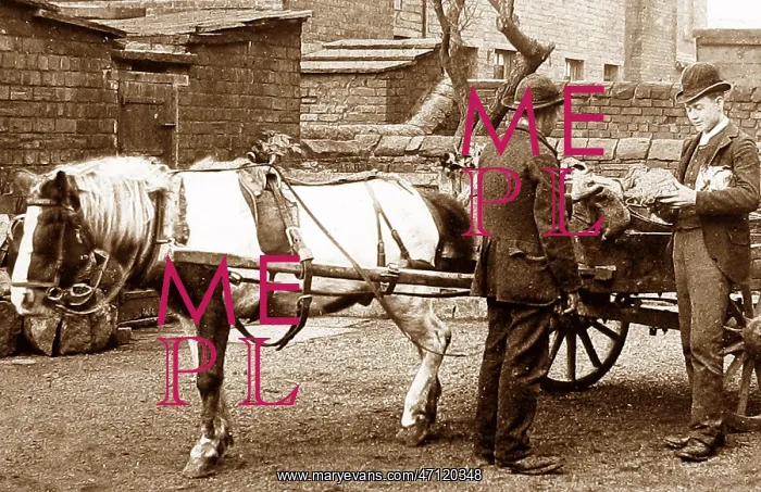  : Rhubarb Hawker Victorian period