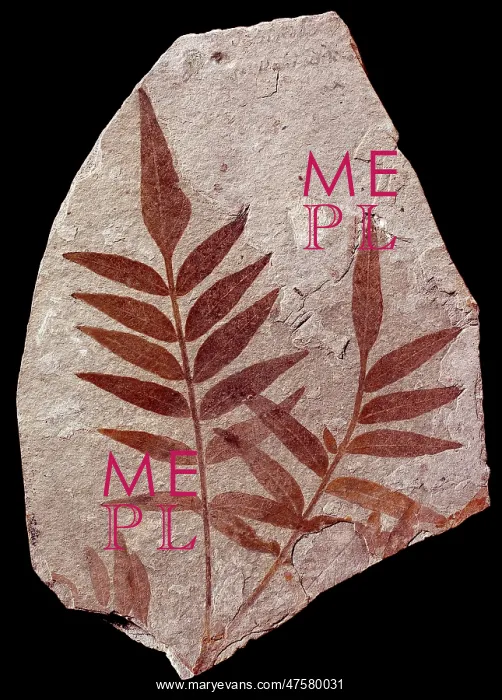 : Rhus stellariaefolia, rhus : Rhus stellariaefolia, rhus