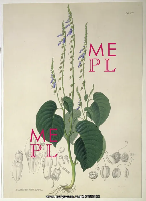 : Rhynchoglossum obliquum : Rhynchoglossum obliquum