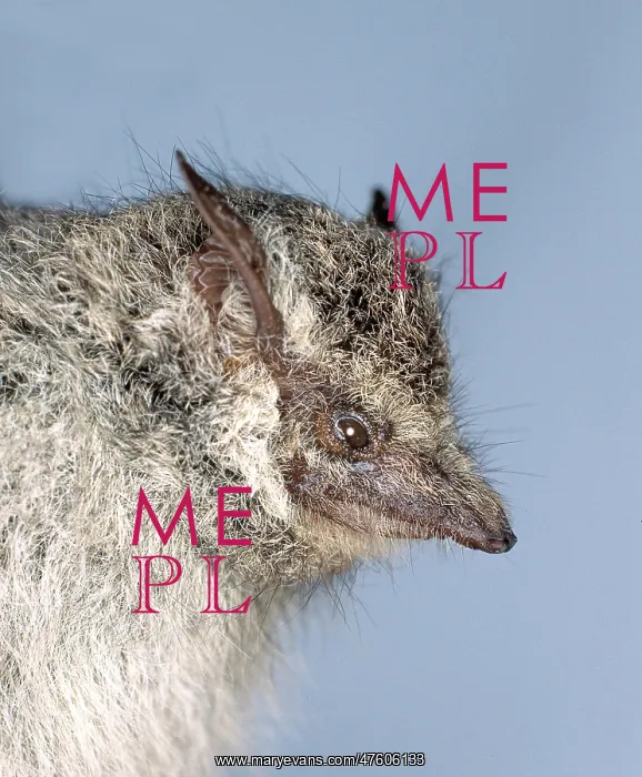 : Rhynchonycteris naso, proboscis bat : Rhynchonycteris naso, proboscis bat