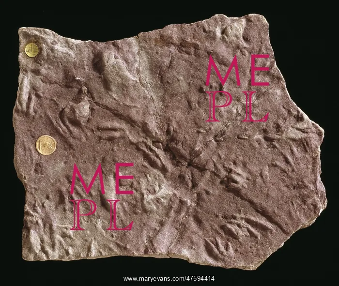 : Rhynchosaurus footprints : Rhynchosaurus footprints