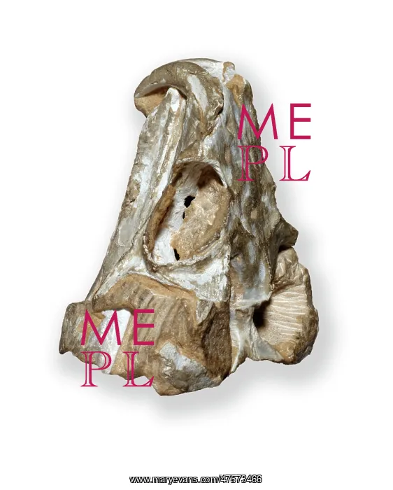 : Rhynchosaurus skull : Rhynchosaurus skull