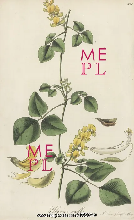 : Rhynchosia malacophylla : Rhynchosia malacophylla