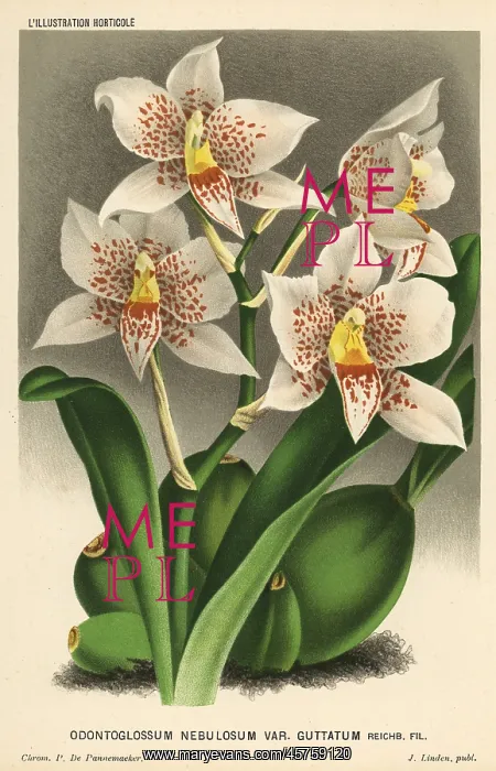 : Rhynchostele aptera orchid : Rhynchostele aptera orchid