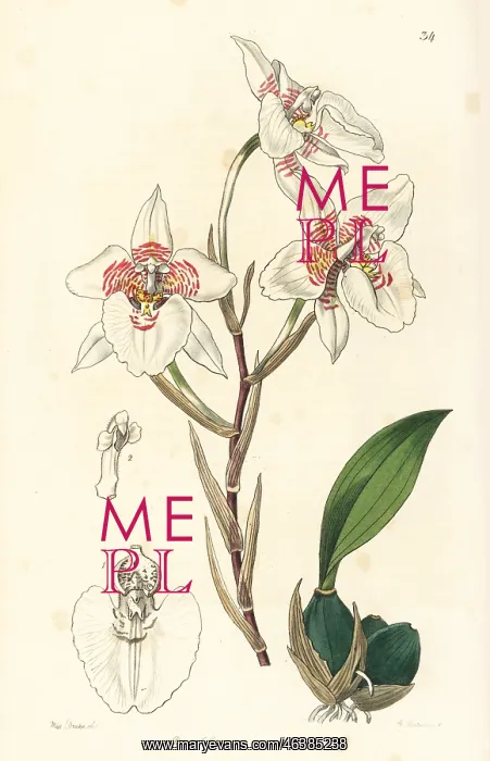 : Rhynchostele cervantesii subsp. membranacea orchid : Rhynchostele cervantesii subsp. membranacea orchid