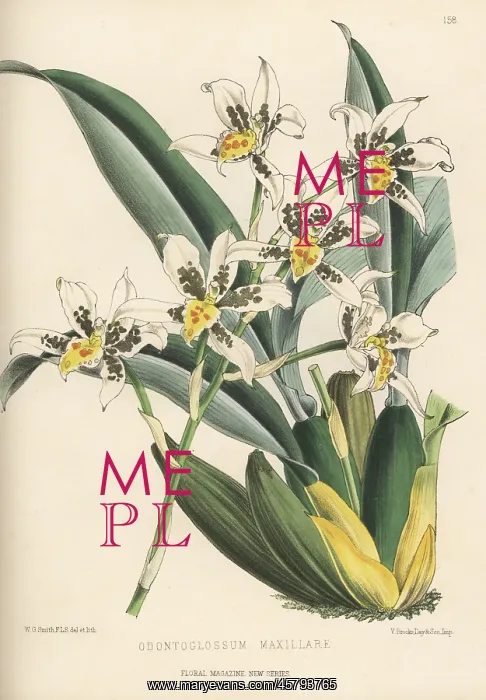 : Rhynchostele madrensis orchid : Rhynchostele madrensis orchid
