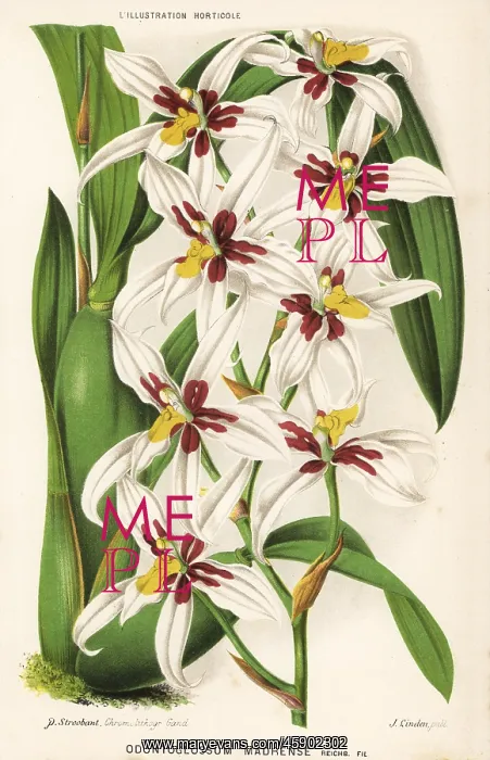 : Rhynchostele madrensis orchid : Rhynchostele madrensis orchid