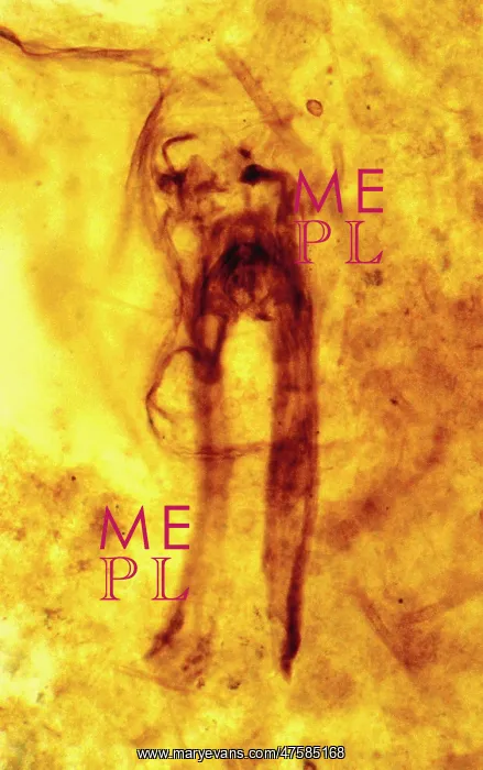 : Rhyniognatha hirsti : Rhyniognatha hirsti