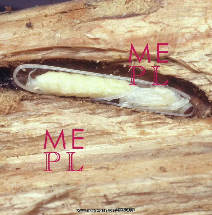 : Rhyssa wasp pupa : Rhyssa wasp pupa