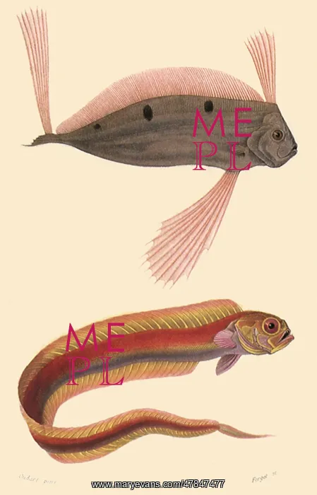  : A Ribbonfish and a Bandfish