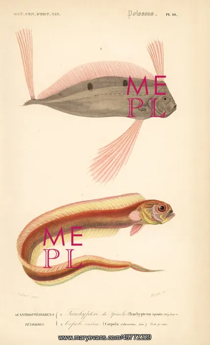 : Ribbonfish and red bandfish : Ribbonfish and red bandfish