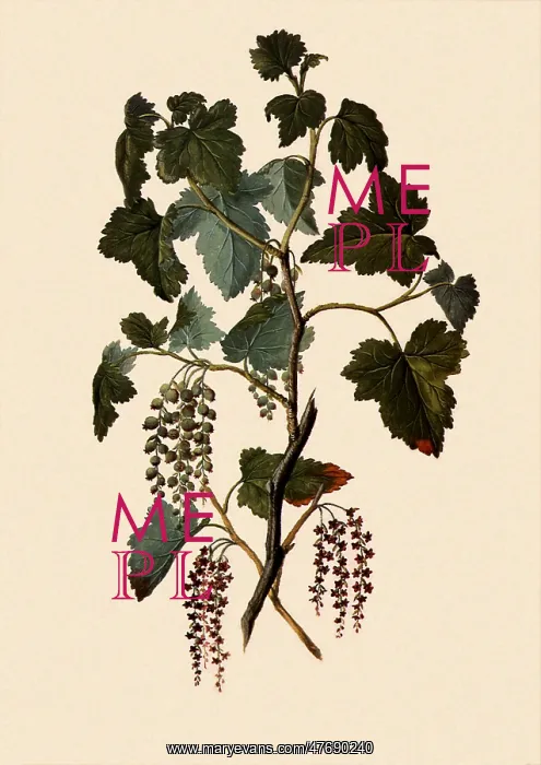 : Ribes Magellanicum : Ribes Magellanicum