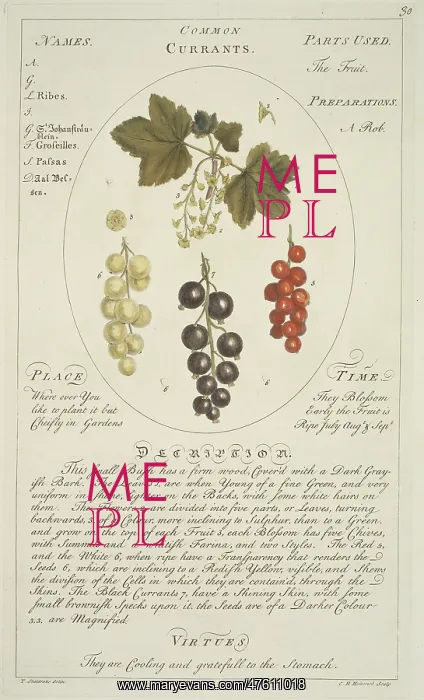 : Ribes sativum, common currant : Ribes sativum, common currant